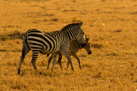 Ol Kinyei Masai Mara-502