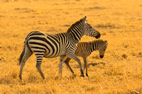 Ol Kinyei Masai Mara-505
