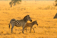 Ol Kinyei Masai Mara-506