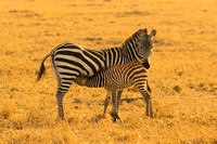 Ol Kinyei Masai Mara-508