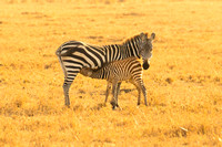 Ol Kinyei Masai Mara-509