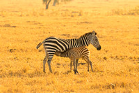 Ol Kinyei Masai Mara-510