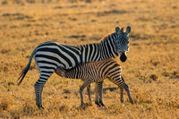 Ol Kinyei Masai Mara-513