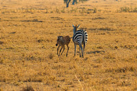Ol Kinyei Masai Mara-516