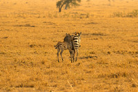 Ol Kinyei Masai Mara-518