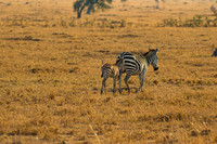 Ol Kinyei Masai Mara-523