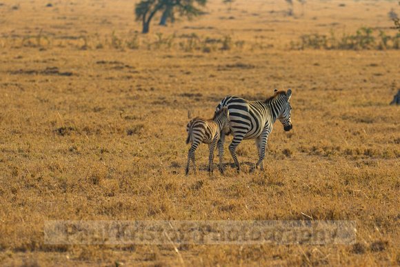 Ol Kinyei Masai Mara-523
