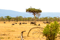 Ol Kinyei Masai Mara-4