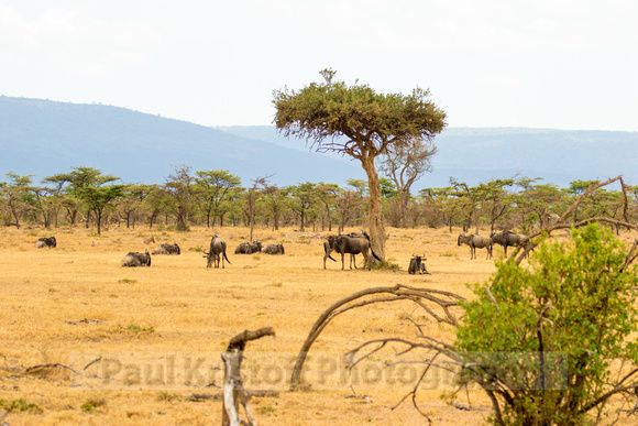 Ol Kinyei Masai Mara-4