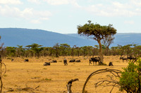 Ol Kinyei Masai Mara-5