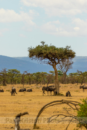 Ol Kinyei Masai Mara-9