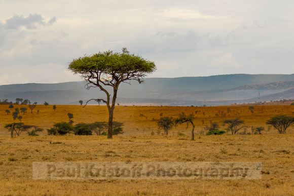 Ol Kinyei Masai Mara-11