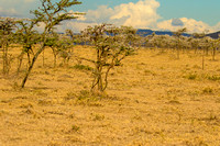 Ol Kinyei Masai Mara-13