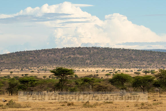 Ol Kinyei Masai Mara-21