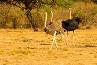 Ol Kinyei Masai Mara-40