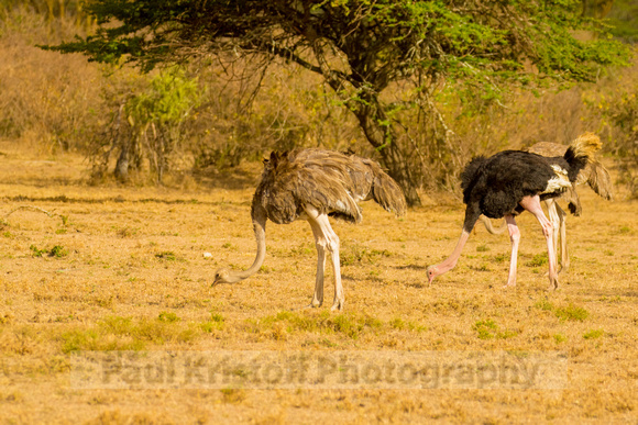 Ol Kinyei Masai Mara-44