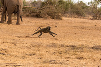 Baboon Running
