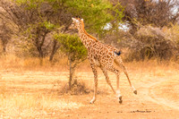 Giraffe running