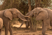 Elephants Play fighting