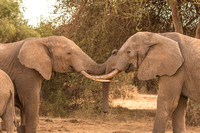 Elephants Play fighting