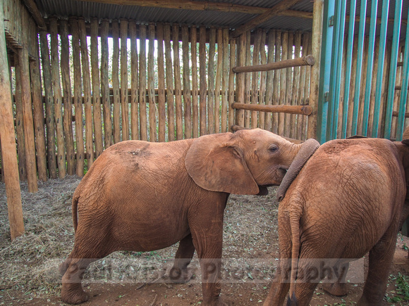 Sheldrick Elephant Orphanage-128