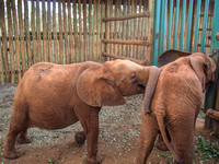 Sheldrick Elephant Orphanage-130