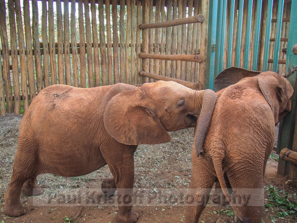 Sheldrick Elephant Orphanage-130