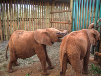 Sheldrick Elephant Orphanage-131