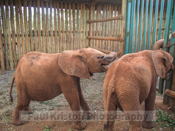 Sheldrick Elephant Orphanage-131