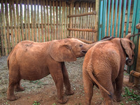 Sheldrick Elephant Orphanage-132
