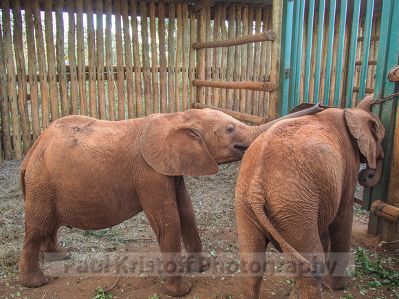 Sheldrick Elephant Orphanage-132