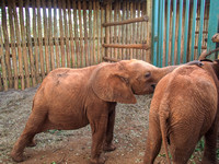 Sheldrick Elephant Orphanage-133