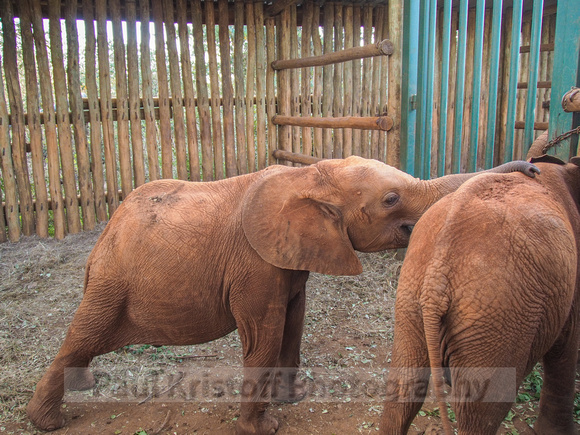 Sheldrick Elephant Orphanage-133