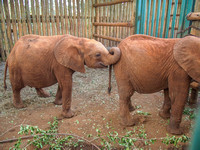Sheldrick Elephant Orphanage-138