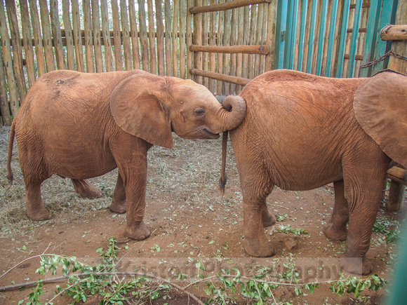Sheldrick Elephant Orphanage-138