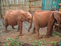 Sheldrick Elephant Orphanage-139