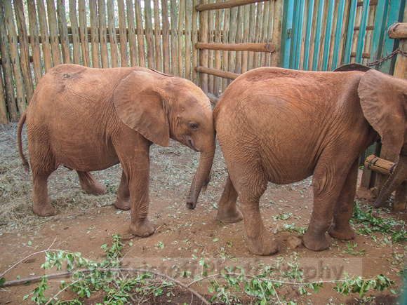 Sheldrick Elephant Orphanage-139