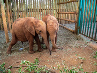Sheldrick Elephant Orphanage-143
