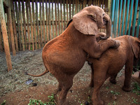 Sheldrick Elephant Orphanage-146