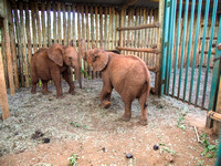 Sheldrick Elephant Orphanage-152