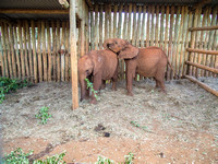 Sheldrick Elephant Orphanage-154