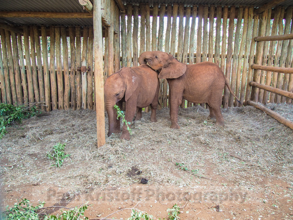 Sheldrick Elephant Orphanage-154