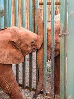 Sheldrick Elephant Orphanage-159