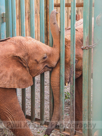 Sheldrick Elephant Orphanage-159