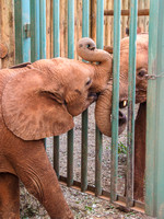 Sheldrick Elephant Orphanage-163