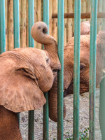 Sheldrick Elephant Orphanage-168