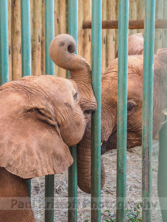 Sheldrick Elephant Orphanage-168