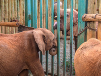 Sheldrick Elephant Orphanage-170