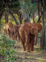 Sheldrick Elephant Orphanage-50
