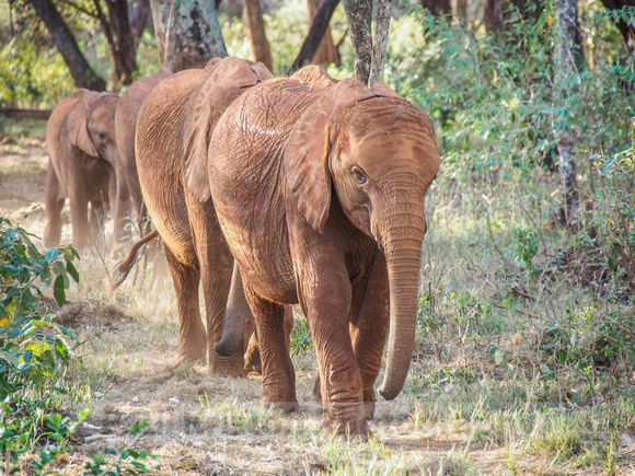 Sheldrick Elephant Orphanage-51